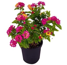 Lantana camara